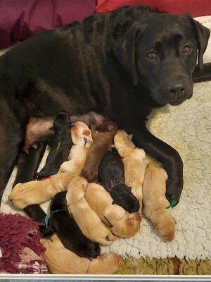 Ellie and newborn pups