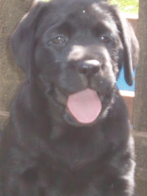 Pup from last litter at 9 weeks of age