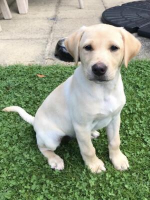 Nala aged 10 weeks