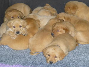 Puppies