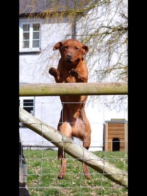 Red the proud Dad jumping with joy