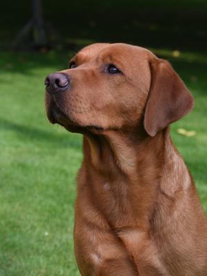 Rufus proud Father