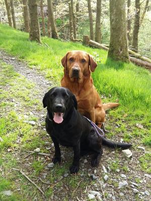 Angus the sire with Boo