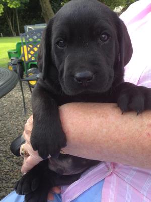 black boy puppy