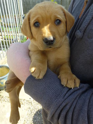 Puppy of Bettys