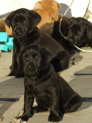 Black Boy looking for responsible loving home.