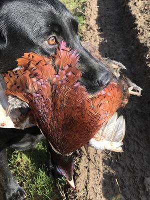 Boo doing what she loves