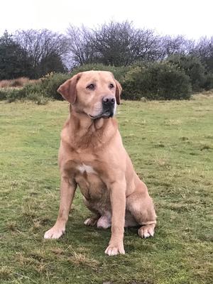 Bracken Dad