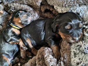 Black & Tan Boys