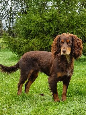 Lady Temple of Nobletemple