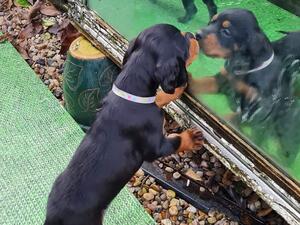 Puppy bitch