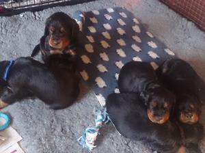 Tane's puppies