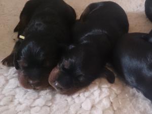 Newborn