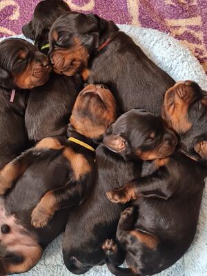 Pups