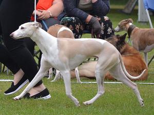 Phoebe @ Bath Champ 2018
