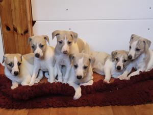 Puppies at 5 weeks old