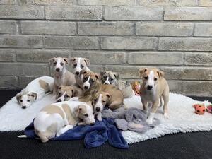 Puppies at 6 weeks old