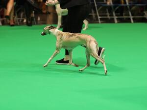 Hugo at 8months old, Crufts 2022