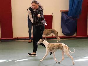 Courtborne Timmy at Aberlark (Imp NOR)