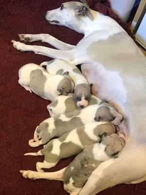 Phoebe with her puppies at 2 weeks old (Aug 26th)