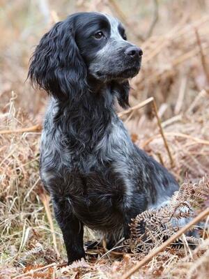 Jay (Sire) Ardchonnel Faodalach - Whaupley Gundogs