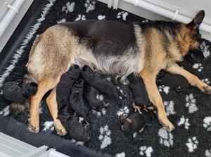 Mum and Puppies