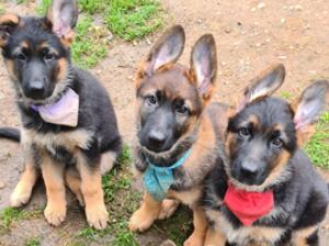 Puppies