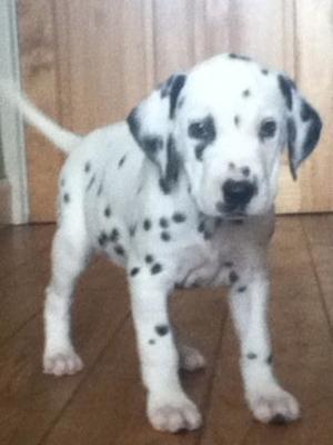 our lovely girl from our first litter