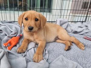 Puppy in Bed