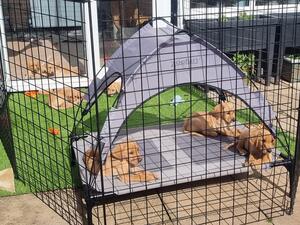 Puppies in Pen with Outdoor Access