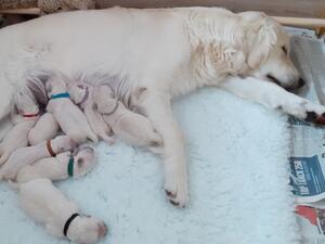 Misty with her first litter