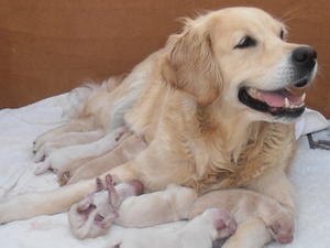 Mooki's Puppies