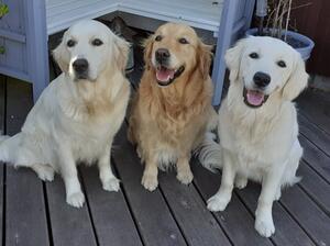 Mattie, Mello and Misty
