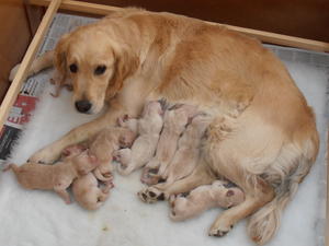 Mello with her previous litter.