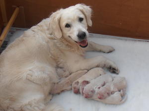 Megan with her puppies
