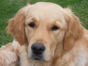 Mello (Maluraya Mistee Mellow)