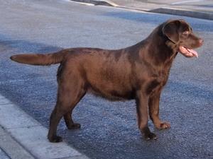 Odda's daughter - Cuerdenlake Mead - 8 months