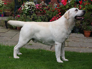 Dad - Show Champion Rocheby Horn Blower