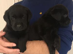 Previous Litter - Same Parents