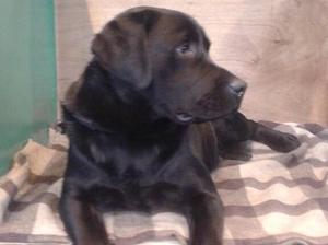 Odda on the bench at Crufts 2015