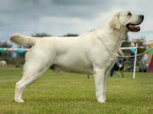Sire - Show Champion Carromer Chippindale