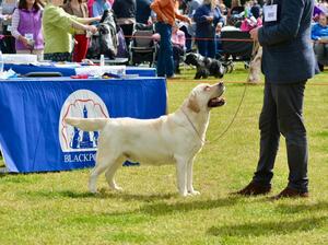Sire winning at Blackpool Championship Show