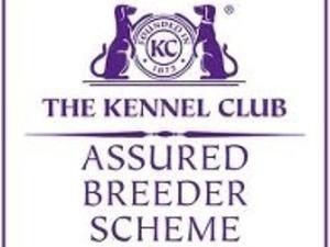 Inspected & Licensed Kennel Club Assured Breeder