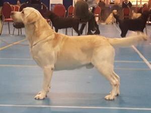 Sire - Shanorrell Succession At Halshimoor