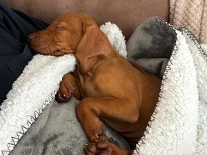 8 Weeks Old