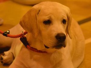 Winnie Relaxing At A Show - 13 Months Old