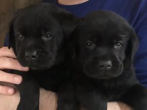 Previous Litter - Same Parents