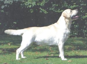 Sire - Sandylands Toy Boy At Lembas