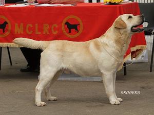 Sire - Pol & Lith Ch Rocheby Mr Tom
