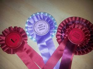 Gundog Puppy Group Winner